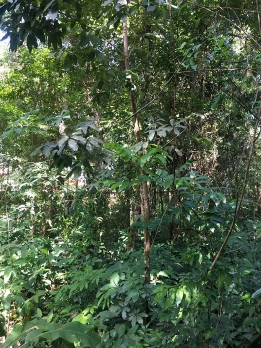 Terreno, 4640 m² - Foto 19
